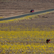 A rare “super bloom” in Death Valley.